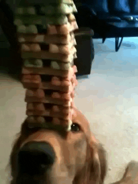 giphy-Apr-10-2023-08-34-01-8740-PM
